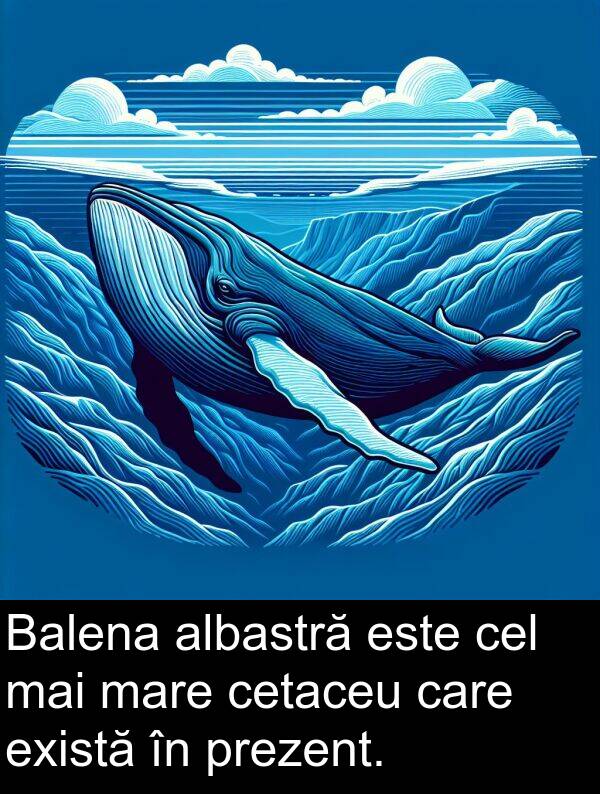 prezent: Balena albastră este cel mai mare cetaceu care există în prezent.