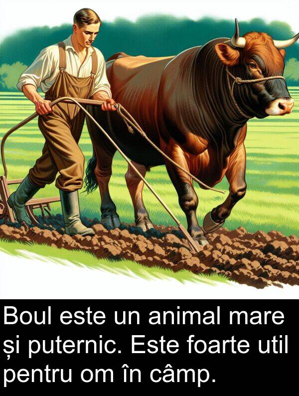 câmp: Boul este un animal mare și puternic. Este foarte util pentru om în câmp.