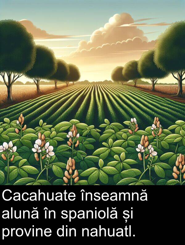nahuatl: Cacahuate înseamnă alună în spaniolă și provine din nahuatl.