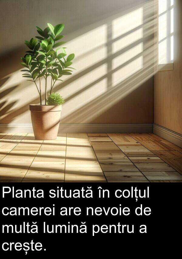 camerei: Planta situată în colțul camerei are nevoie de multă lumină pentru a crește.
