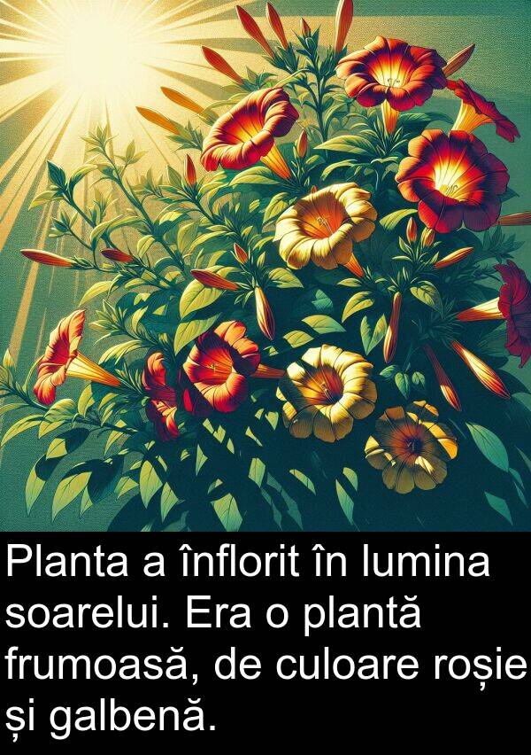 galbenă: Planta a înflorit în lumina soarelui. Era o plantă frumoasă, de culoare roșie și galbenă.