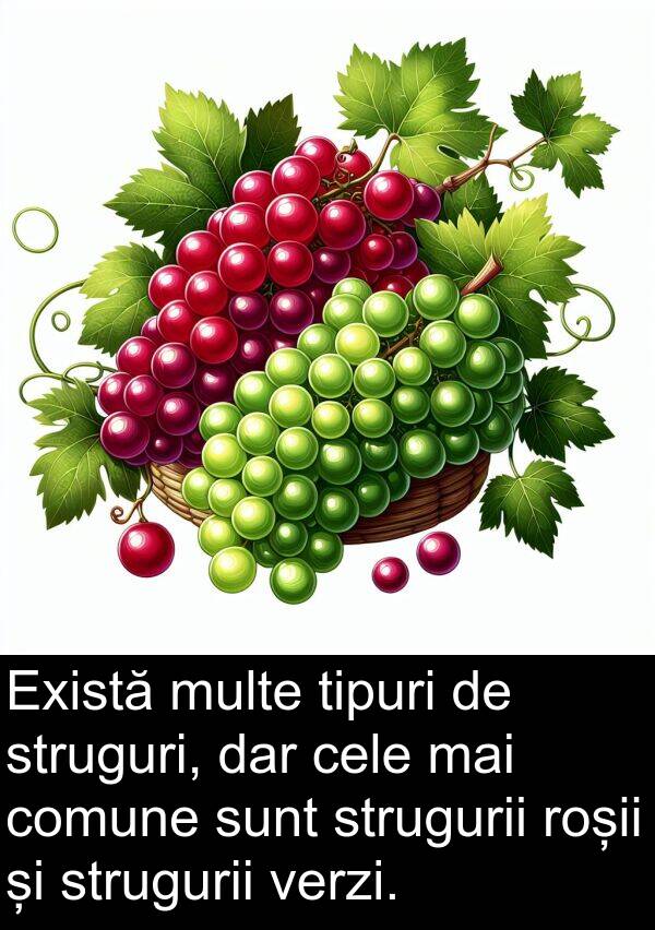 verzi: Există multe tipuri de struguri, dar cele mai comune sunt strugurii roșii și strugurii verzi.