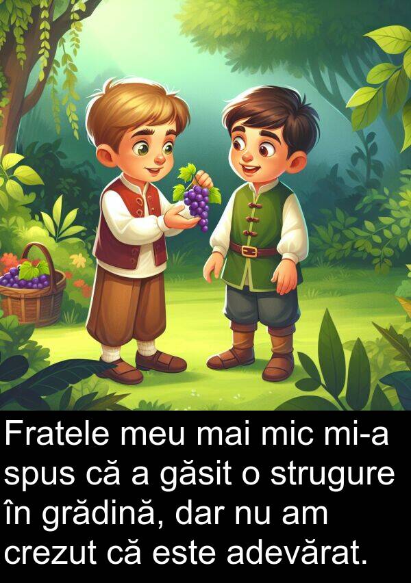 spus: Fratele meu mai mic mi-a spus că a găsit o strugure în grădină, dar nu am crezut că este adevărat.