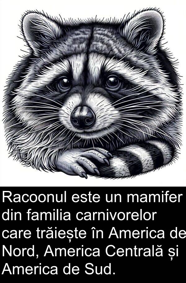 familia: Racoonul este un mamifer din familia carnivorelor care trăiește în America de Nord, America Centrală și America de Sud.