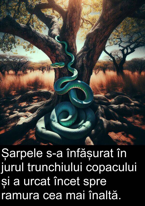 jurul: Șarpele s-a înfășurat în jurul trunchiului copacului și a urcat încet spre ramura cea mai înaltă.