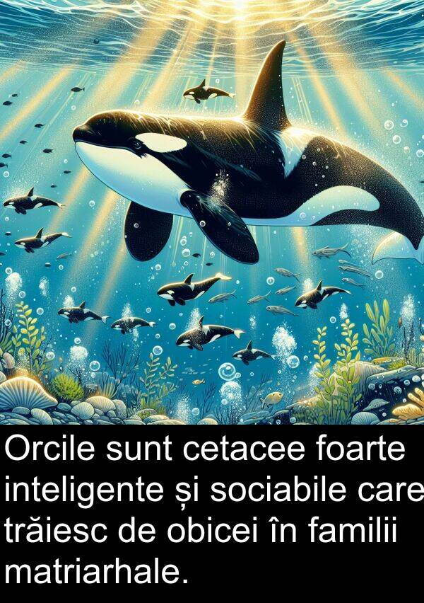 familii: Orcile sunt cetacee foarte inteligente și sociabile care trăiesc de obicei în familii matriarhale.