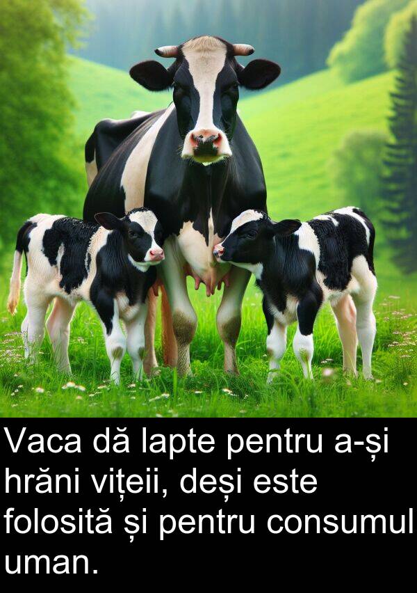 lapte: Vaca dă lapte pentru a-și hrăni vițeii, deși este folosită și pentru consumul uman.