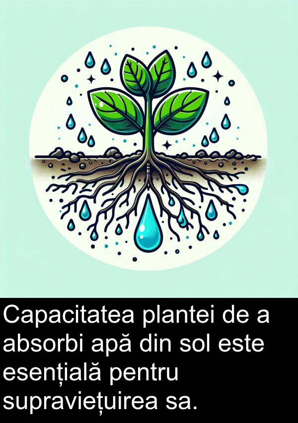 absorbi: Capacitatea plantei de a absorbi apă din sol este esențială pentru supraviețuirea sa.