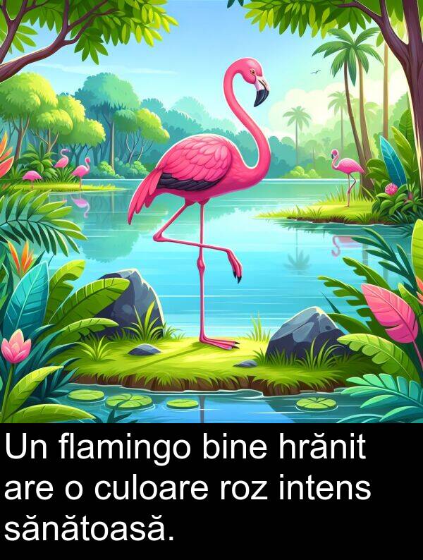 sănătoasă: Un flamingo bine hrănit are o culoare roz intens sănătoasă.