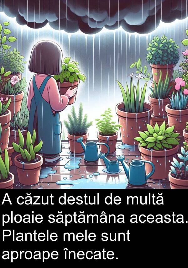 aceasta: A căzut destul de multă ploaie săptămâna aceasta. Plantele mele sunt aproape înecate.