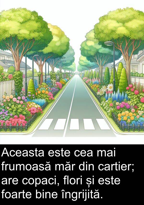 flori: Aceasta este cea mai frumoasă măr din cartier; are copaci, flori și este foarte bine îngrijită.