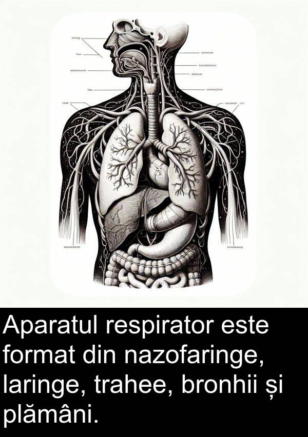 laringe: Aparatul respirator este format din nazofaringe, laringe, trahee, bronhii și plămâni.