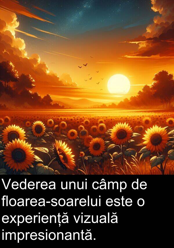 câmp: Vederea unui câmp de floarea-soarelui este o experiență vizuală impresionantă.