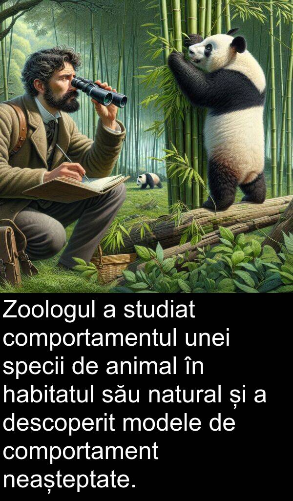 neașteptate: Zoologul a studiat comportamentul unei specii de animal în habitatul său natural și a descoperit modele de comportament neașteptate.