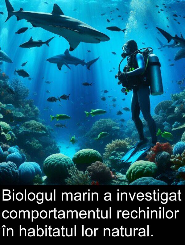 natural: Biologul marin a investigat comportamentul rechinilor în habitatul lor natural.