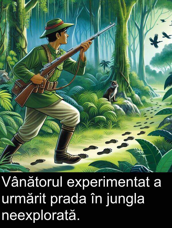 jungla: Vânătorul experimentat a urmărit prada în jungla neexplorată.