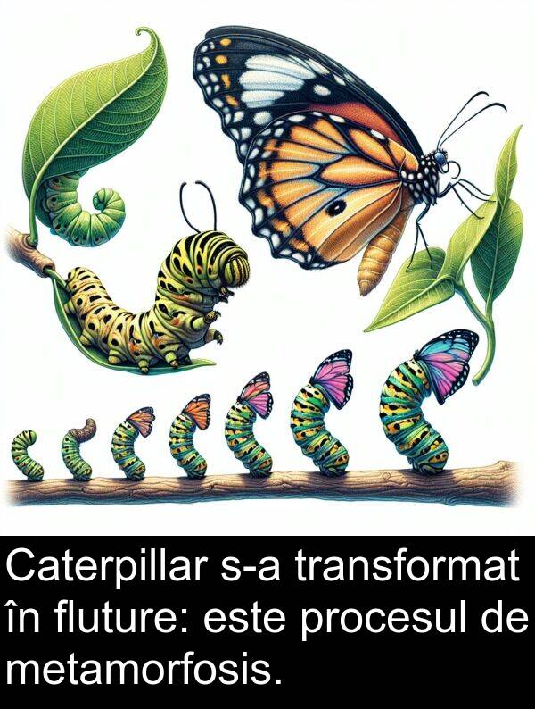 fluture: Caterpillar s-a transformat în fluture: este procesul de metamorfosis.