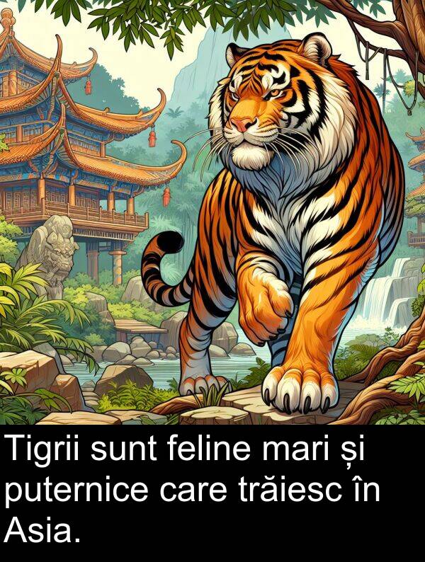 mari: Tigrii sunt feline mari și puternice care trăiesc în Asia.
