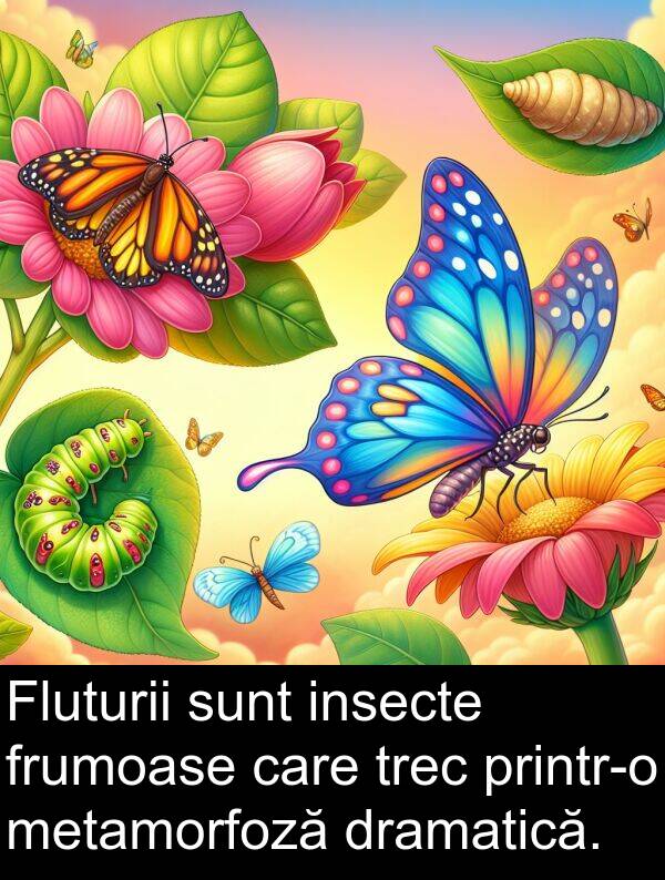 frumoase: Fluturii sunt insecte frumoase care trec printr-o metamorfoză dramatică.