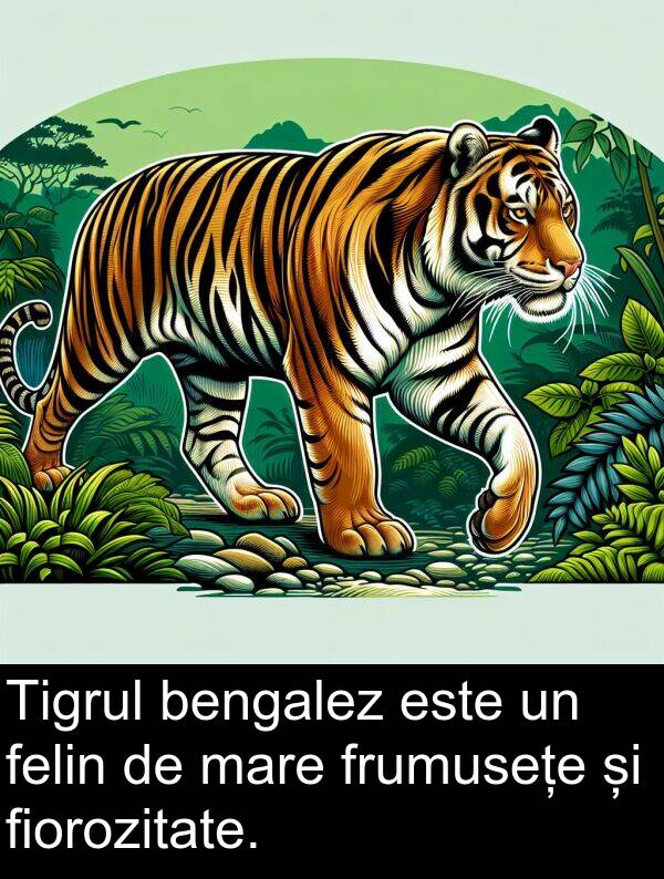 bengalez: Tigrul bengalez este un felin de mare frumusețe și fiorozitate.