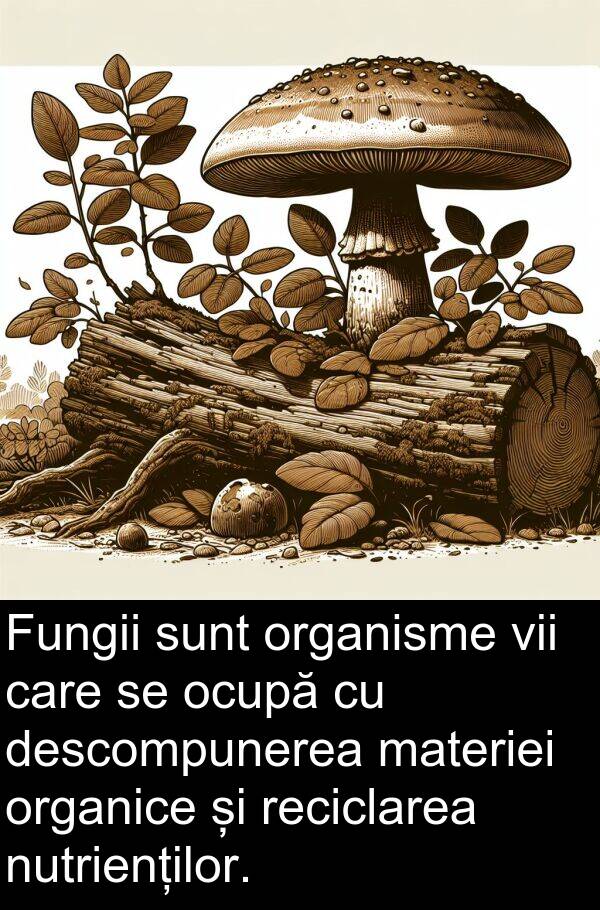 materiei: Fungii sunt organisme vii care se ocupă cu descompunerea materiei organice și reciclarea nutrienților.