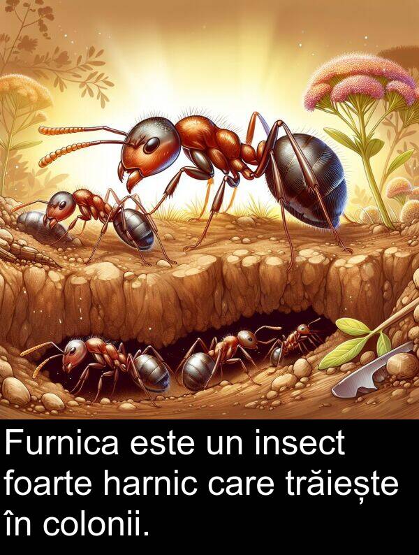 harnic: Furnica este un insect foarte harnic care trăiește în colonii.