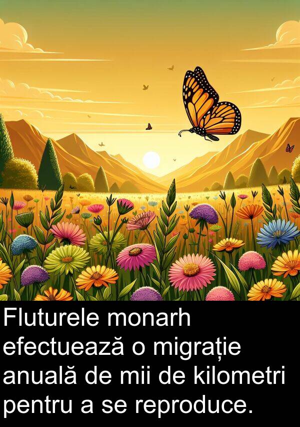 kilometri: Fluturele monarh efectuează o migrație anuală de mii de kilometri pentru a se reproduce.
