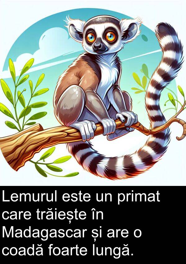 trăiește: Lemurul este un primat care trăiește în Madagascar și are o coadă foarte lungă.