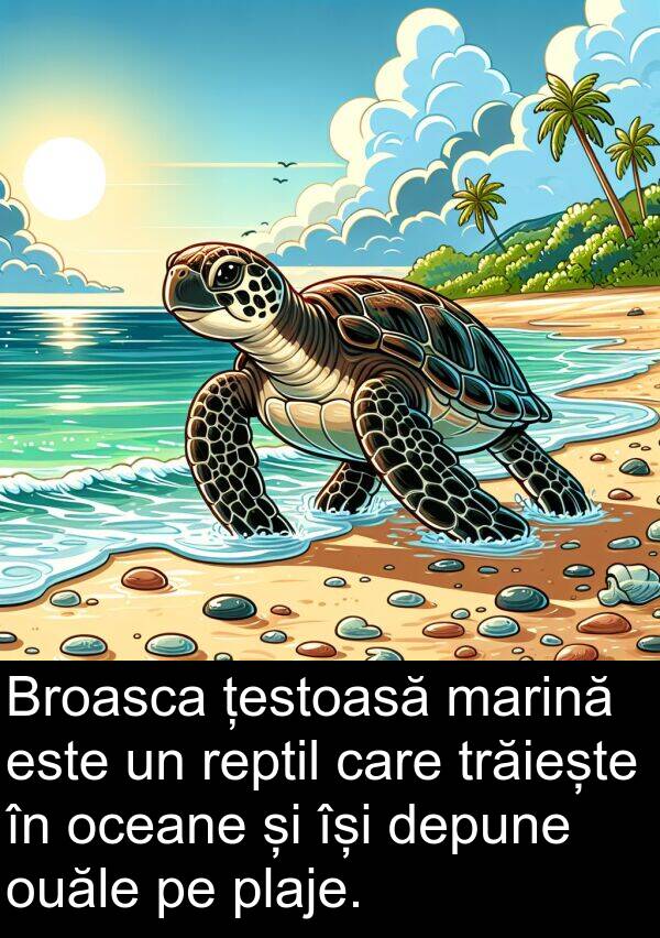 oceane: Broasca țestoasă marină este un reptil care trăiește în oceane și își depune ouăle pe plaje.