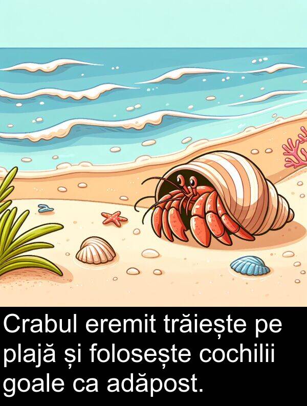 trăiește: Crabul eremit trăiește pe plajă și folosește cochilii goale ca adăpost.