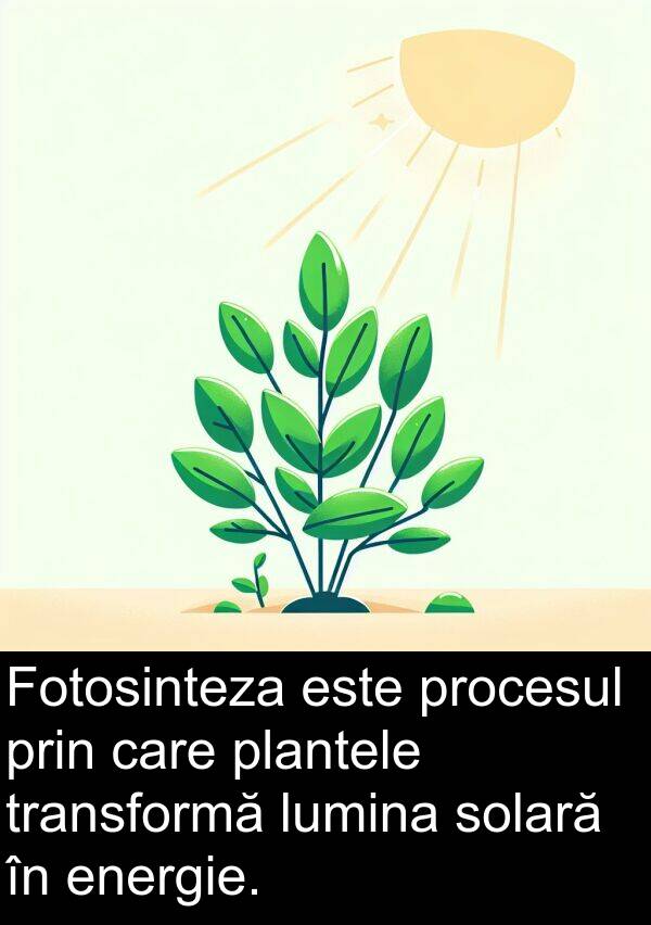 lumina: Fotosinteza este procesul prin care plantele transformă lumina solară în energie.
