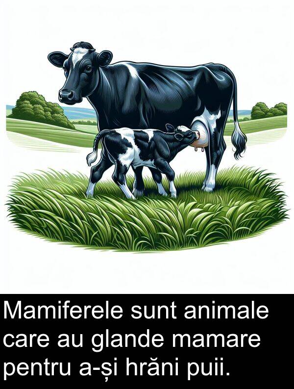 mamare: Mamiferele sunt animale care au glande mamare pentru a-și hrăni puii.