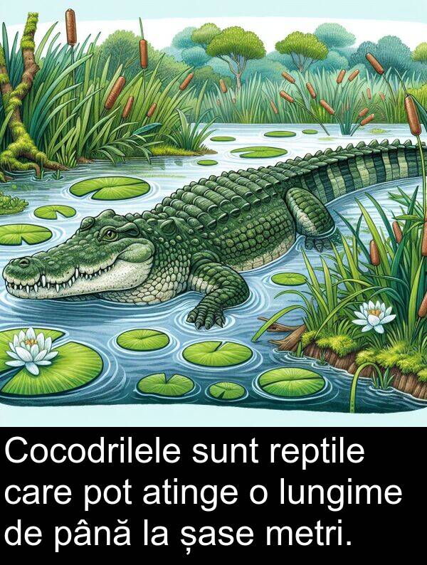 până: Cocodrilele sunt reptile care pot atinge o lungime de până la șase metri.