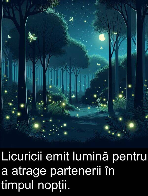 partenerii: Licuricii emit lumină pentru a atrage partenerii în timpul nopții.