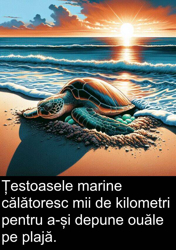 călătoresc: Țestoasele marine călătoresc mii de kilometri pentru a-și depune ouăle pe plajă.