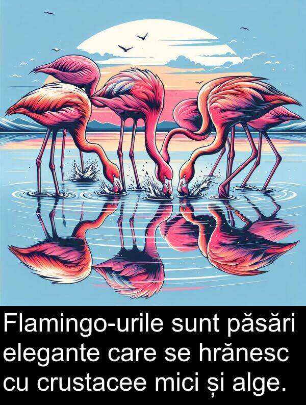 elegante: Flamingo-urile sunt păsări elegante care se hrănesc cu crustacee mici și alge.