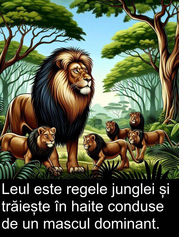 junglei: Leul este regele junglei și trăiește în haite conduse de un mascul dominant.