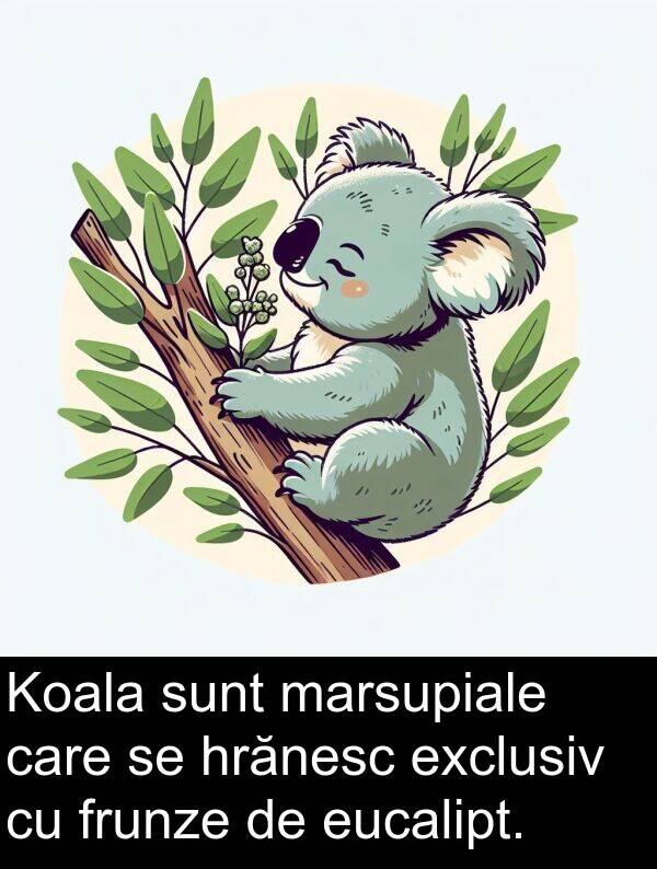 marsupiale: Koala sunt marsupiale care se hrănesc exclusiv cu frunze de eucalipt.