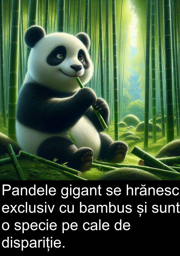 cale: Pandele gigant se hrănesc exclusiv cu bambus și sunt o specie pe cale de dispariție.