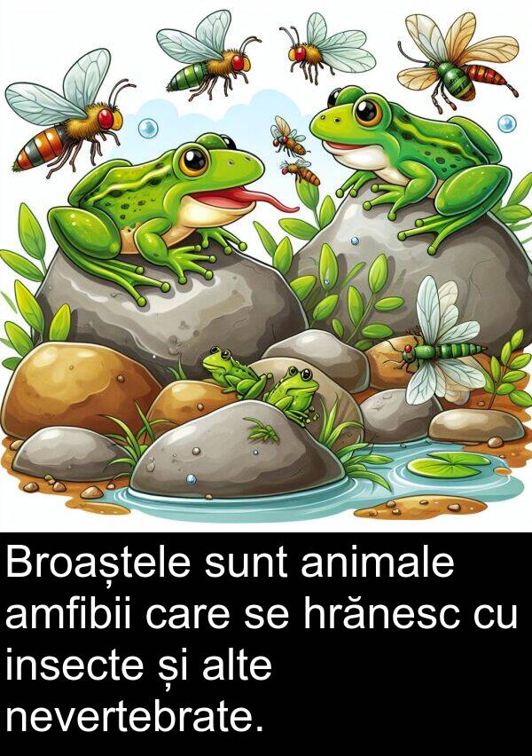 nevertebrate: Broaștele sunt animale amfibii care se hrănesc cu insecte și alte nevertebrate.