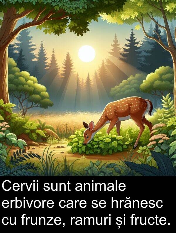 ramuri: Cervii sunt animale erbivore care se hrănesc cu frunze, ramuri și fructe.