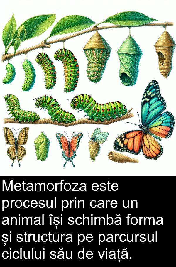 forma: Metamorfoza este procesul prin care un animal își schimbă forma și structura pe parcursul ciclului său de viață.