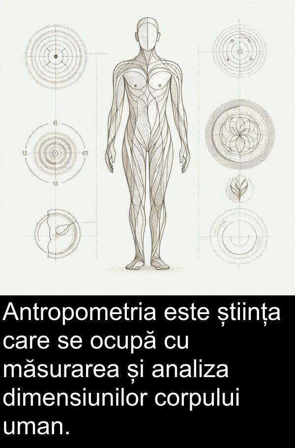 corpului: Antropometria este știința care se ocupă cu măsurarea și analiza dimensiunilor corpului uman.