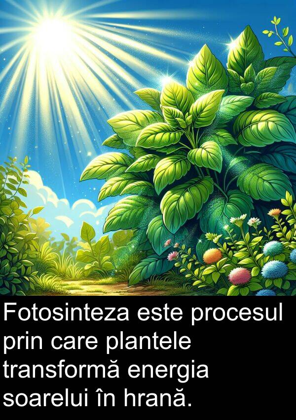 hrană: Fotosinteza este procesul prin care plantele transformă energia soarelui în hrană.