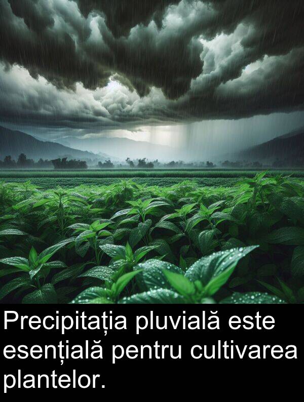 esențială: Precipitația pluvială este esențială pentru cultivarea plantelor.