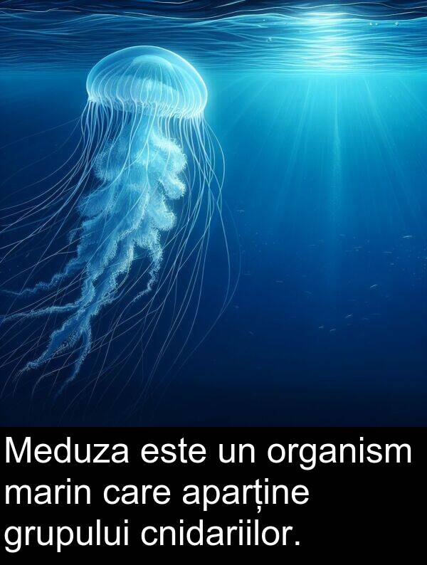 cnidariilor: Meduza este un organism marin care aparține grupului cnidariilor.