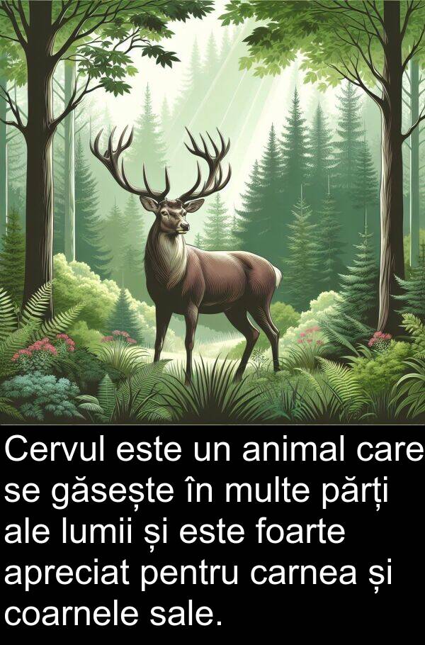 găsește: Cervul este un animal care se găsește în multe părți ale lumii și este foarte apreciat pentru carnea și coarnele sale.