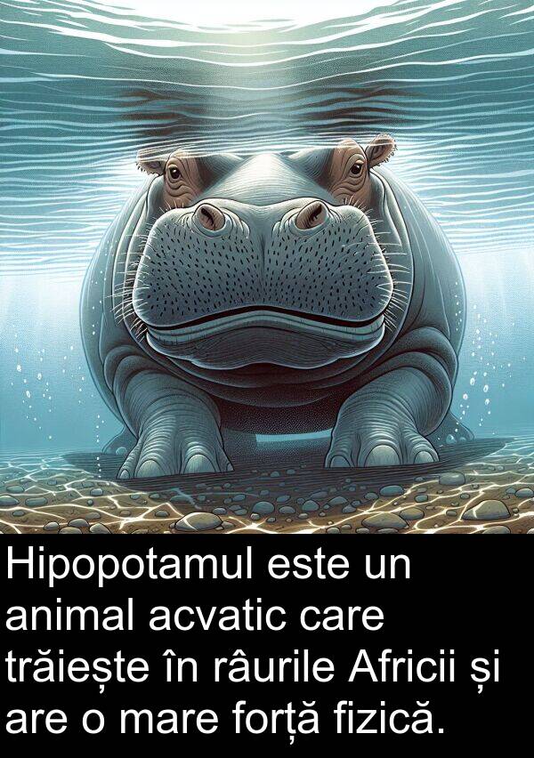 râurile: Hipopotamul este un animal acvatic care trăiește în râurile Africii și are o mare forță fizică.