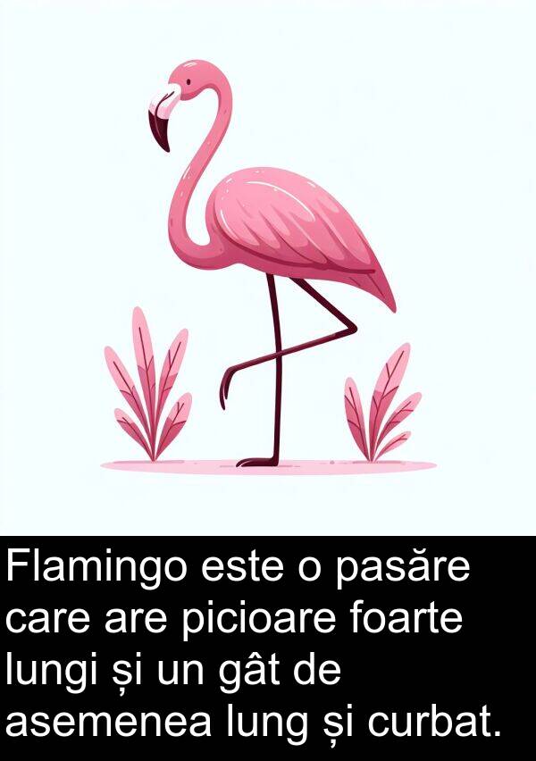 gât: Flamingo este o pasăre care are picioare foarte lungi și un gât de asemenea lung și curbat.