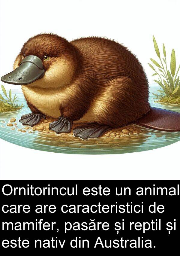 nativ: Ornitorincul este un animal care are caracteristici de mamifer, pasăre și reptil și este nativ din Australia.